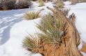 Canyonlands26012010 (174)